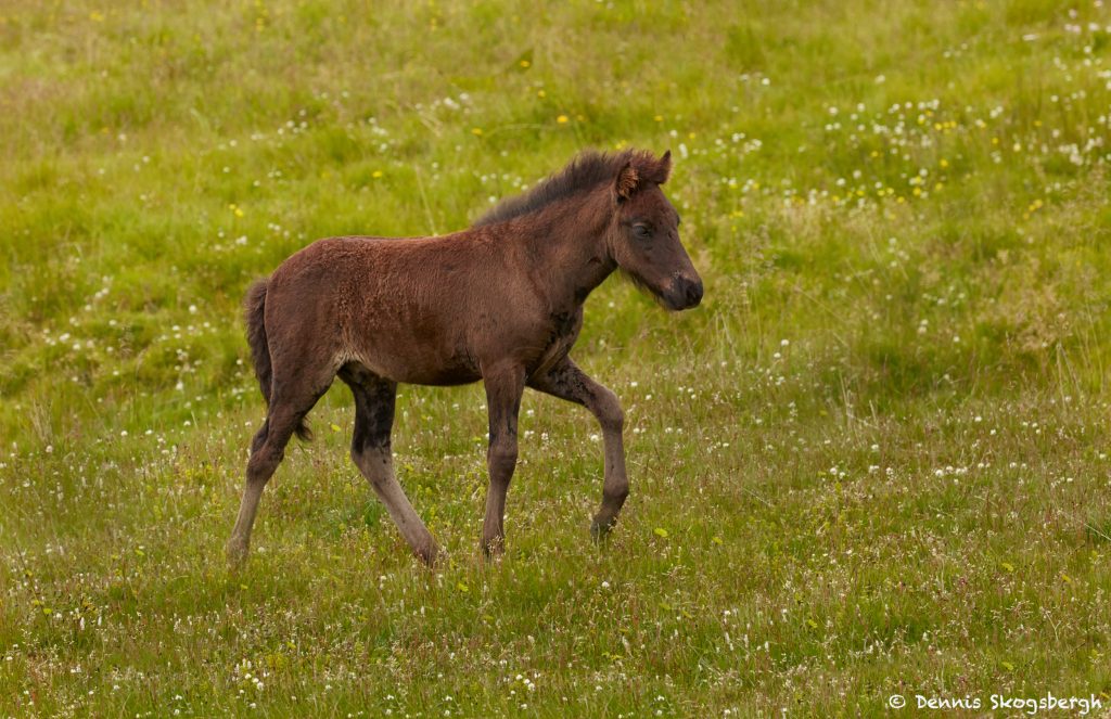 7606 Icelandic Horse, Foal, Northern Iceland Dennis Skogsbergh