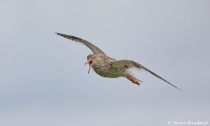 7608 Common Redshank (Tringa totanus), Grimsey Island, Iceland