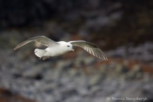 7610 Northern Fulmar (Fulmarus glacialis), Grimsey Island, Iceland