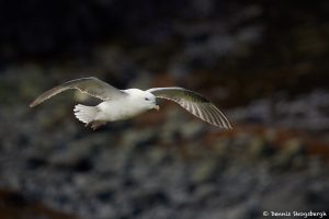 7610 Northern Fulmar (Fulmarus glacialis), Grimsey Island, Iceland