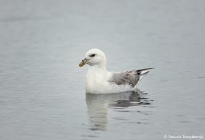 7613 Northern Fulmar (Fulmarus glacialis), Grimsey Island, Iceland