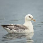 7614 Northern Fulmar (Fulmarus glacialis), Grimsey Island, Iceland