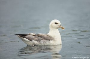 7614 Northern Fulmar (Fulmarus glacialis), Grimsey Island, Iceland