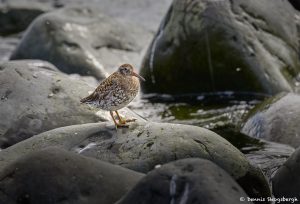 7615 Purple Sandpiper (Calidris maritima), Grimsey Island, Iceland