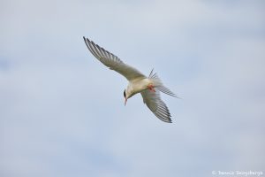 7616 Arctic Tern (Sterna paradisaea), Grimsey Island, Iceland