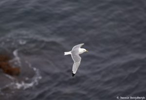 7618 Black-legged Kittiwake (Rissa tridactyla), Grimsey Island, Iceland