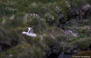 7620 Northern Fulmar (Fulmarus glacialis), Grimsey Island, Iceland