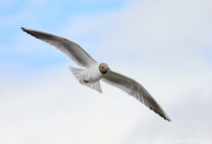 7623 Black-headed Gull (Chroicocephalus ridibundus), Iceland