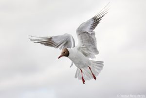 7624 Black-headed Gull (Chroicocephalus ridibundus), Iceland