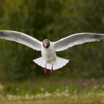 7626 Black-headed Gull (Chroicocephalus ridibundus), Iceland