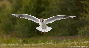 7626 Black-headed Gull (Chroicocephalus ridibundus), Iceland