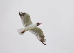 7627 Black-headed Gull (Chroicocephalus ridibundus), Iceland