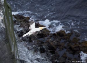 7631 Northern Gannet (Morus bassanus), Langanes Peninsula, Iceland