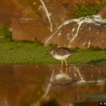 7632 Juvenile Common Redshank (Tringa totanus), Grimsey Island, Iceland