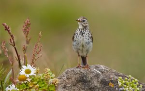7633 Meadow Pipit (Anthus pratensis), Grimsey Island, Iceland