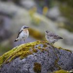 7634 Northern Wheatear (Oenanthe oenanthe) and Juvenile (R), Iceland