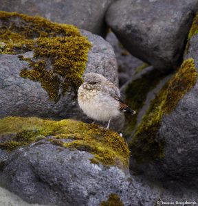 7635 Juvenile Northern Wheatear (Oenanthe oenanthe), Iceland