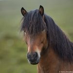 7636 Icelandic Horse, Northern Iceland