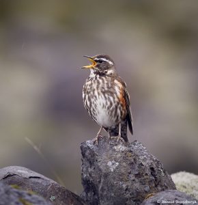 7637 Redwing (Turdus iliacus), Iceland