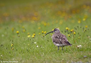 7638 Whimbril (Numenius phaeopus), Iceland