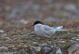 7642 Arctic Tern (Sterna paradisaea), Jokulsarlon Lagoon, Iceland