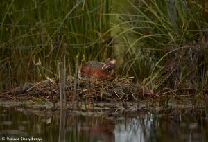 7645 Adult Breeding Horned Grebe (Podiceps auritis), Iceland