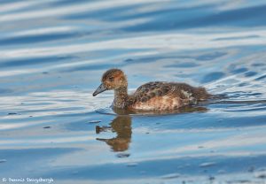 7647 Young Eurasian Green-winged Teal (Anas crecca), Iceland