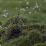 7649 Female Breeding Rock Ptarmigan (Lagopus muta), Iceland