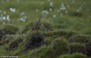 7649 Female Breeding Rock Ptarmigan (Lagopus muta), Iceland