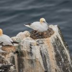 7650 Nesting Northern Gannet (Morus bassanus), Langanes Peninsula, Iceland