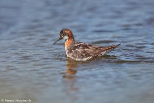 7651 Breeding Red-necked Phalarope (Phalaropus lobatus), Iceland