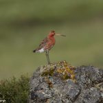 7666 Black-tailed Godwit (Limosa llimosa), Iceland