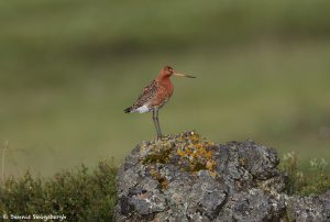 7666 Black-tailed Godwit (Limosa llimosa), Iceland