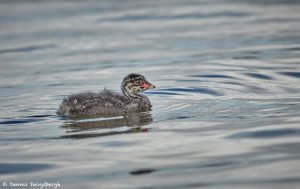 7670 Juvenile Horned Grebe (Podiceps auritis), Iceland