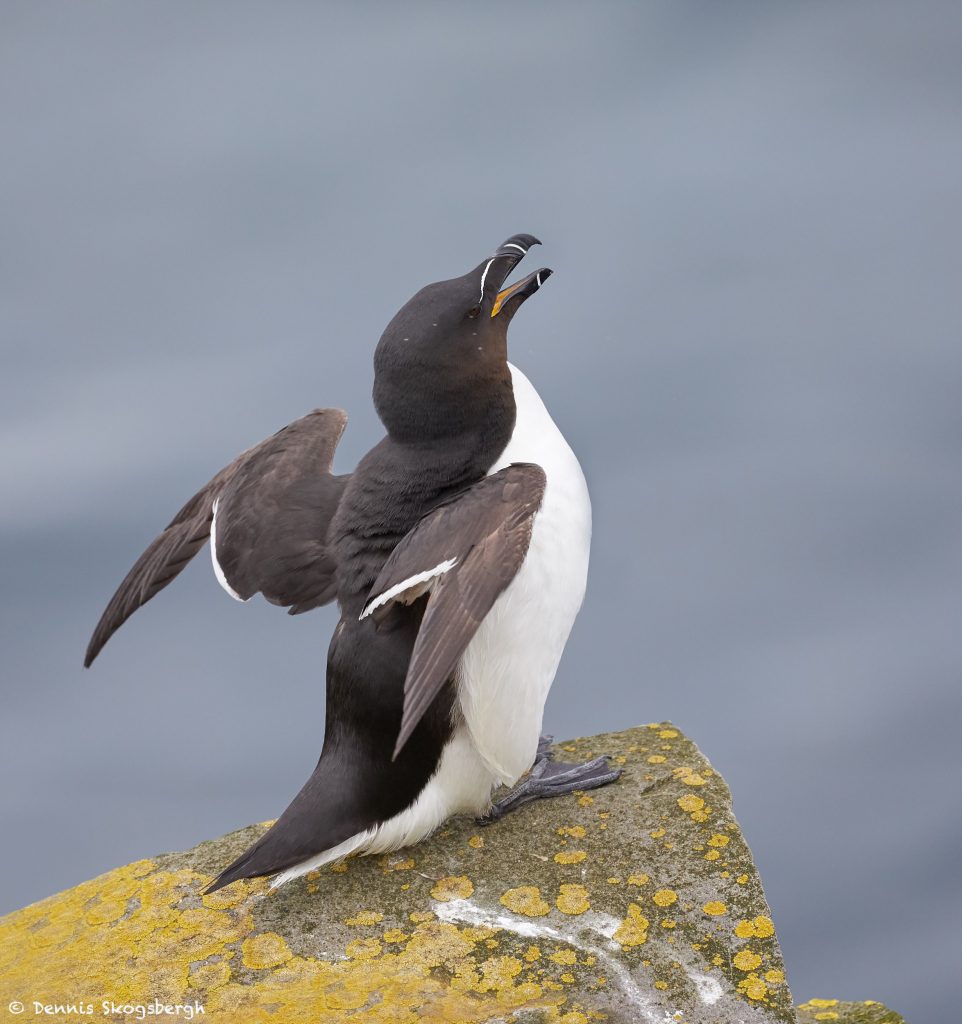 7674 Razorbill (alca Torda), Grimsey Island, Iceland - Dennis 