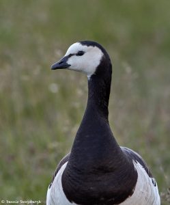 7675 Barnacle Goose (Branta leuropsis), Jokulsarlon Glacier Lagoon, Iceland