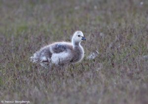 7677 Juvenile Barnacle Goose (Branta leuropsis), Jokulsarlon Glacier Lagoon, Iceland