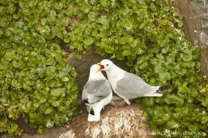 7680 Black-legged Kittiwakes (Rissa tridactyla), Grimsey Island, Iceland