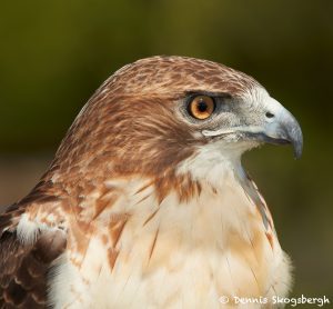 7683 Red-tailed Hawk (Buteo jamaicensis)