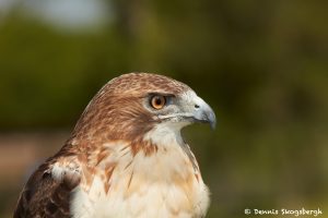 7683 Red-tailed Hawk Portrait