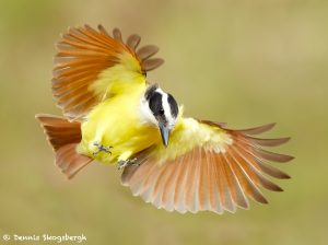 7689 Great Kiskadee (Pitangus sulphuratus)