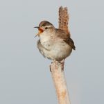 7691 Marsh Wren (Cistothorus palustris)