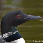 7693 Great Northern (Common) Loon (Gavia immer)