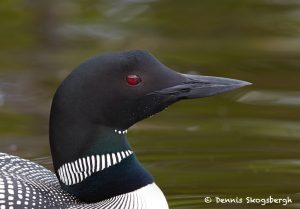 7693 Great Northern (Common) Loon (Gavia immer)