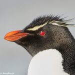 7667 Rockhopper Penguin (Eupytes chrysocome)
