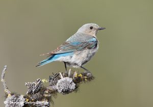 7698 Mountain Bluebird (Sialia currucoides)