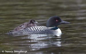 7700 Great Northern (Common) Loon (Gavia immer)