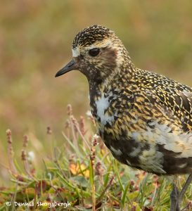 7701 European Golden Plover (Pluvialis apricaria)