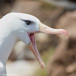 7666 Black-browed Albatross (Thalassarche melanophris)