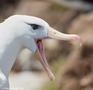 7666 Black-browed Albatross (Thalassarche melanophris)